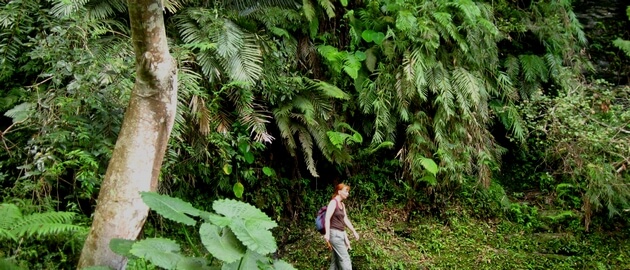 Hiker in dense forest