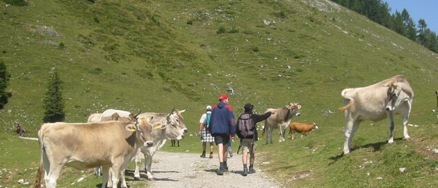Wanderer mit Kühen